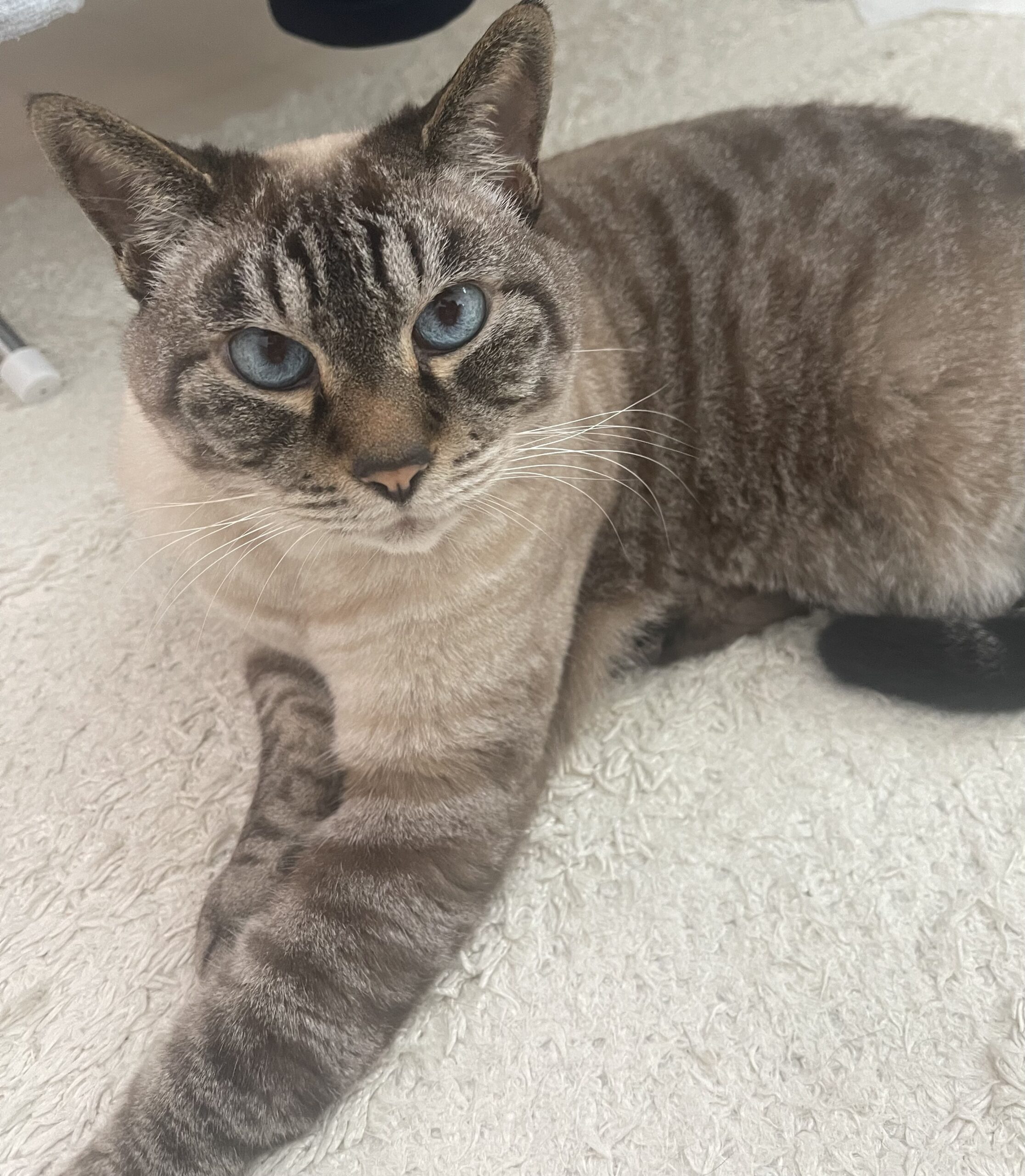 ディフューザーを蹴り落とした愛猫