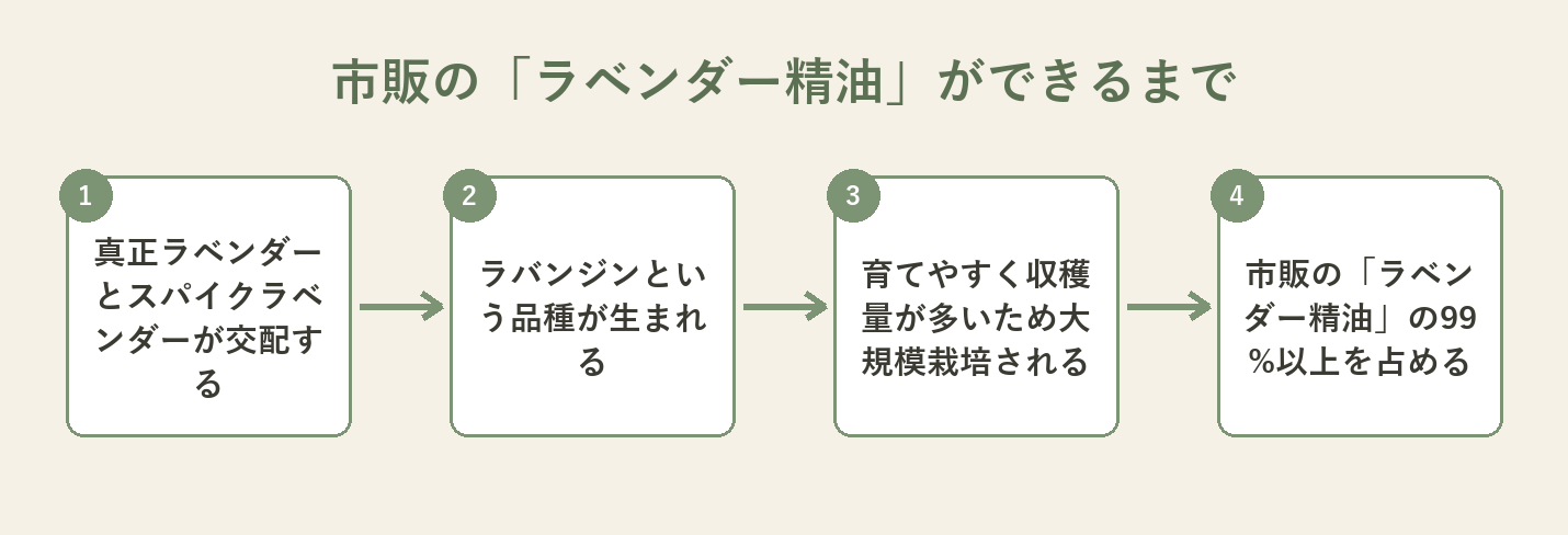 真正ラベンダーとスパイクラベンダーが交配してラバンジンが生まれ、市販精油の99%以上を占めるまでの流れの図解