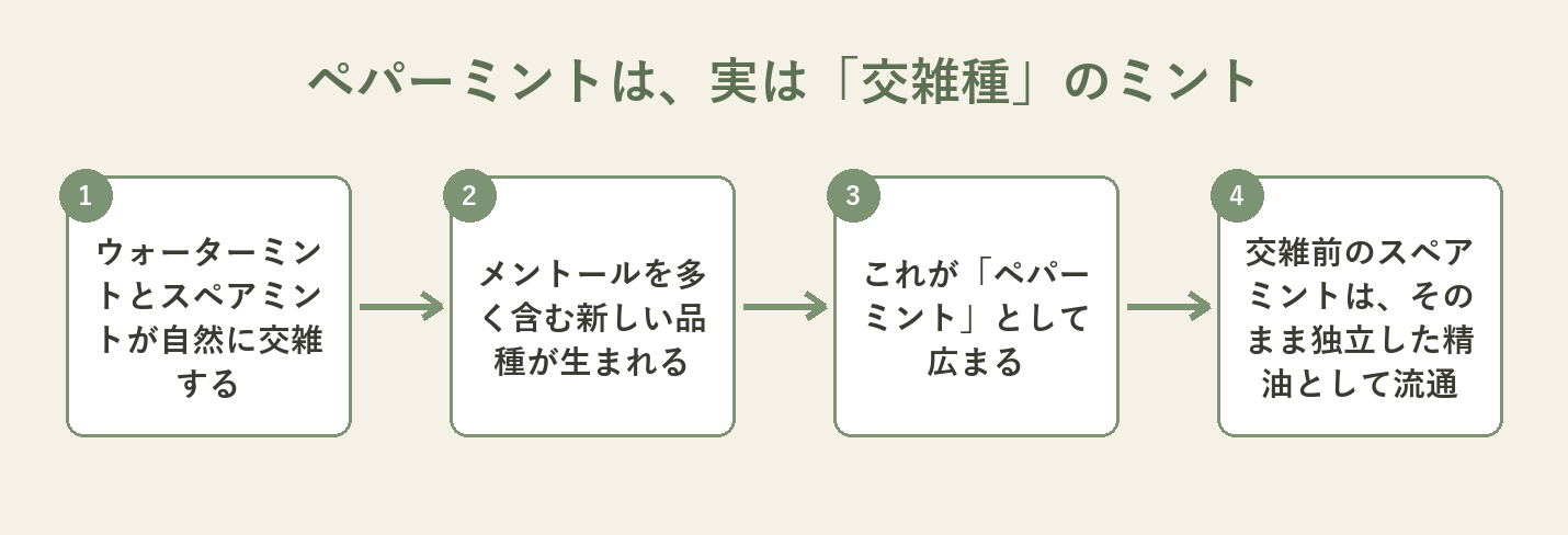 ウォーターミントとスペアミントが交雑してペパーミントが生まれ、交雑前のスペアミントは別の精油として流通する流れの図解