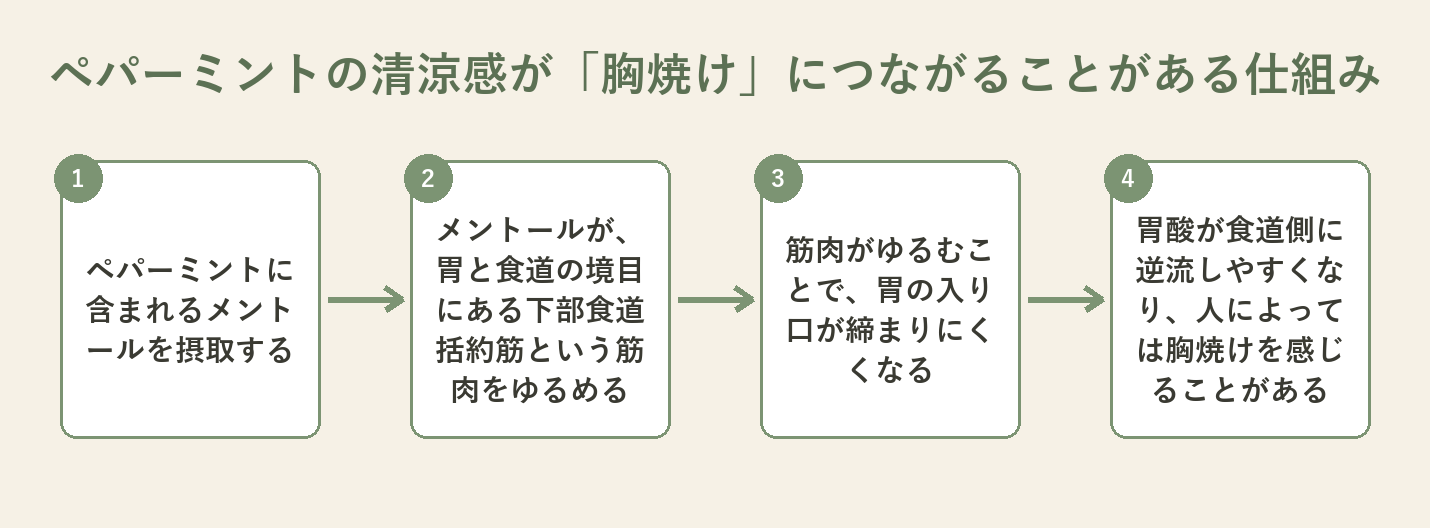 ペパーミントのメントールが下部食道括約筋を緩め、胸焼けにつながることがある仕組みの図解